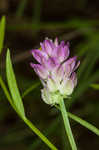 Purple milkwort